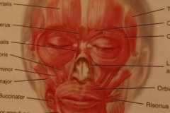 FACIAL MUSCLES